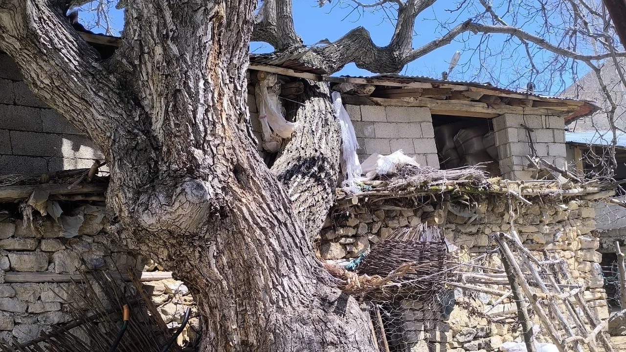 Ceviz ağacı ahırın &uuml;zerine devrildi