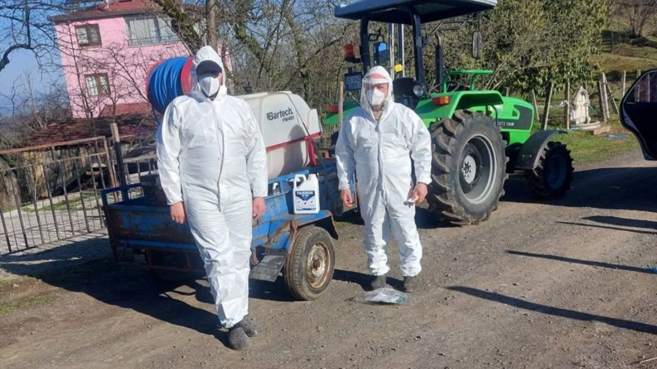Salıpazarı'nda kahverengi kokarca ile m&uuml;cadele s&uuml;r&uuml;yor
