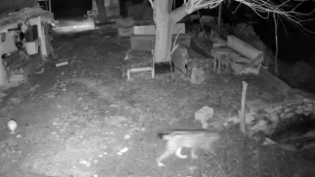 Elazığ'da evin etrafında yiyecek arayan vaşak kamerada