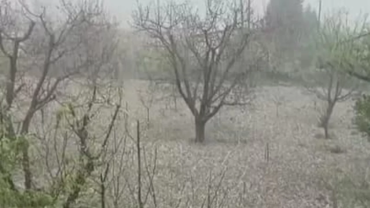 Bursa'da dolu yağışı tarıma zarar verdi mi?  Ziraat Oda...