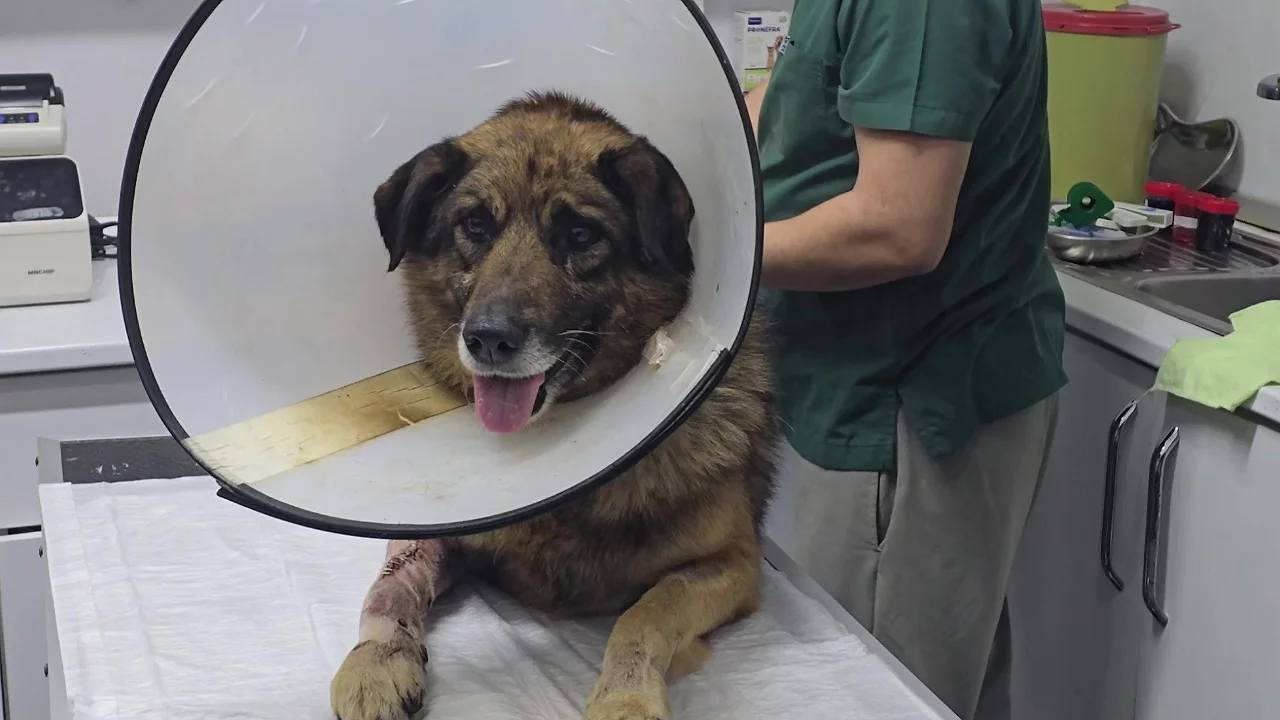 4 kurşundan sağ &ccedil;ıkan k&ouml;peğin adını "Kurşun" koydular
