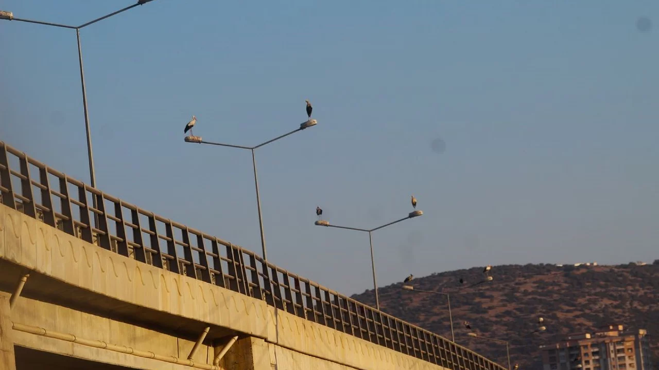 Kuşadası'nda leylekler geri d&ouml;nd&uuml;