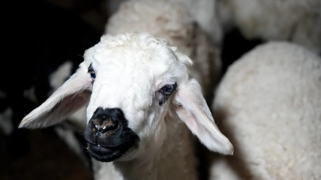 Yeni doğan kuzularla birlikte besicilerde tatlı telaş y...