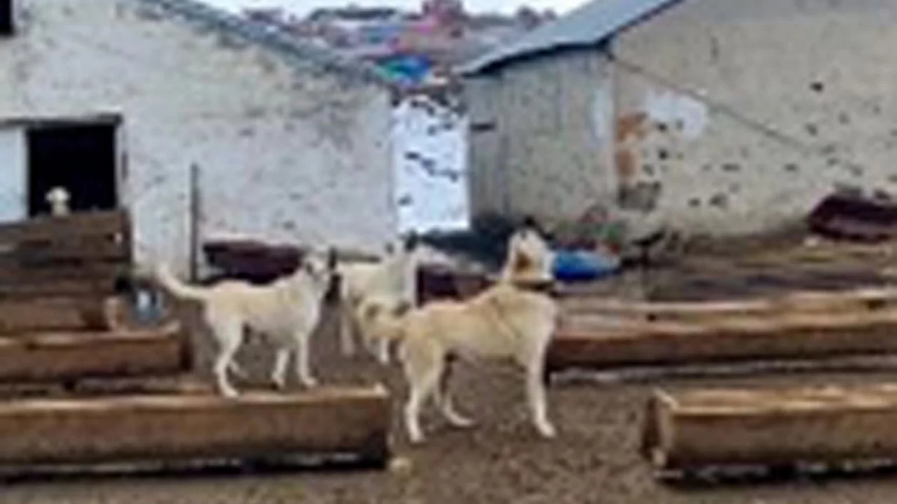 &Ccedil;oban k&ouml;peklerinin drona tepkisi kamerada