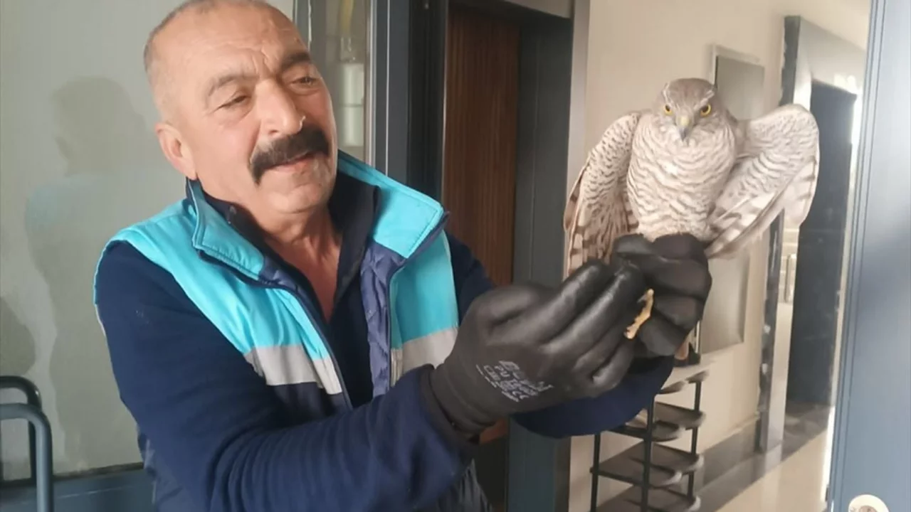 Apartmanda yakaladığı atmacayı doğaya geri bıraktı