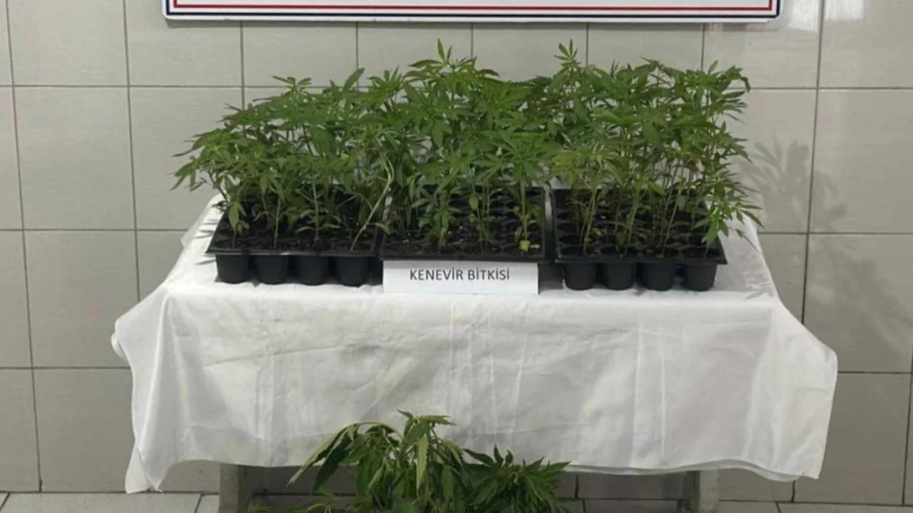 Aydın'da 174 kök kenevir ele geçirildi