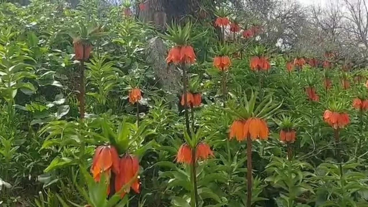 'Ağlayan gelin' olarak biliniyor! Bir aylık ömrü olan bu çiçeği koparmanın cezası 700 bin lira 