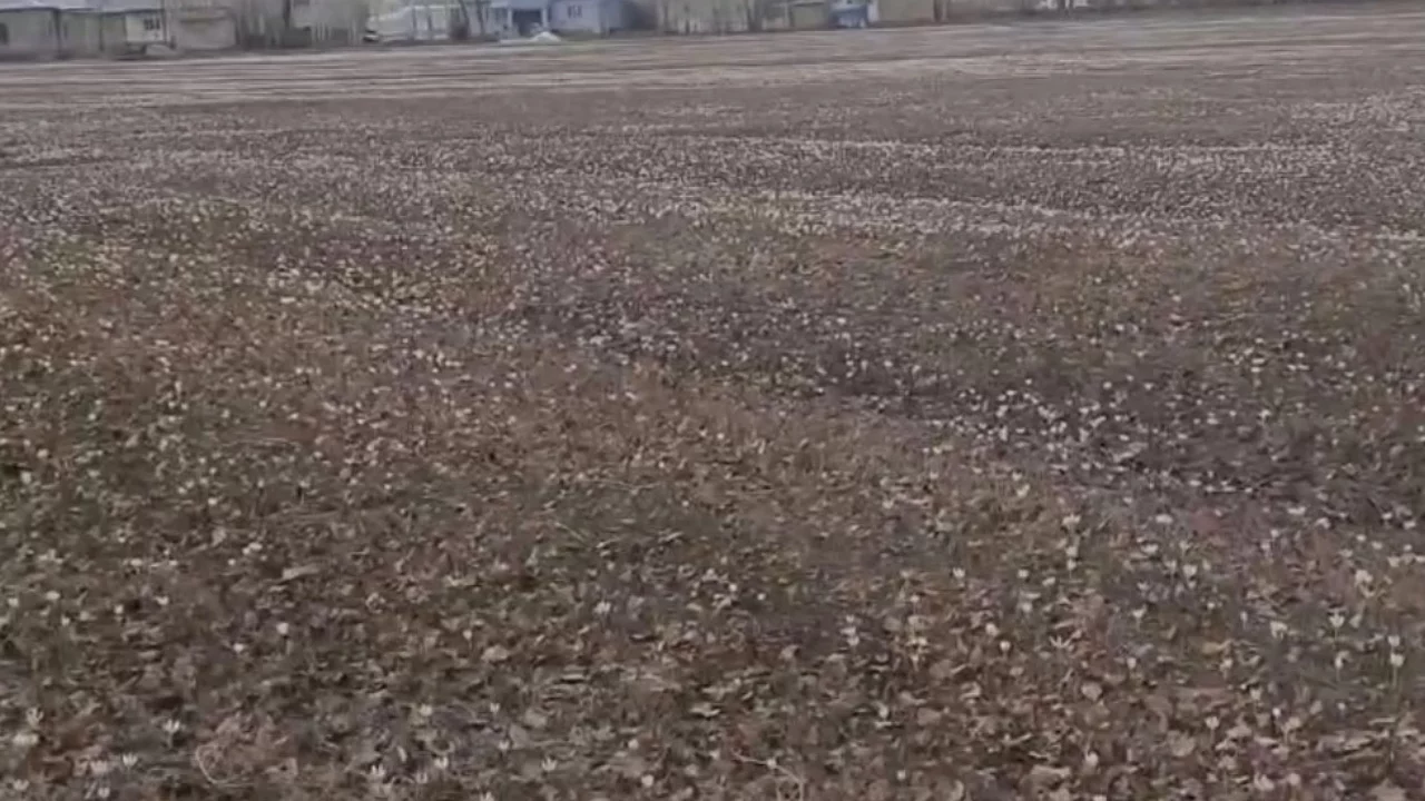 Baharın müjdecisi çiğdemler açtı