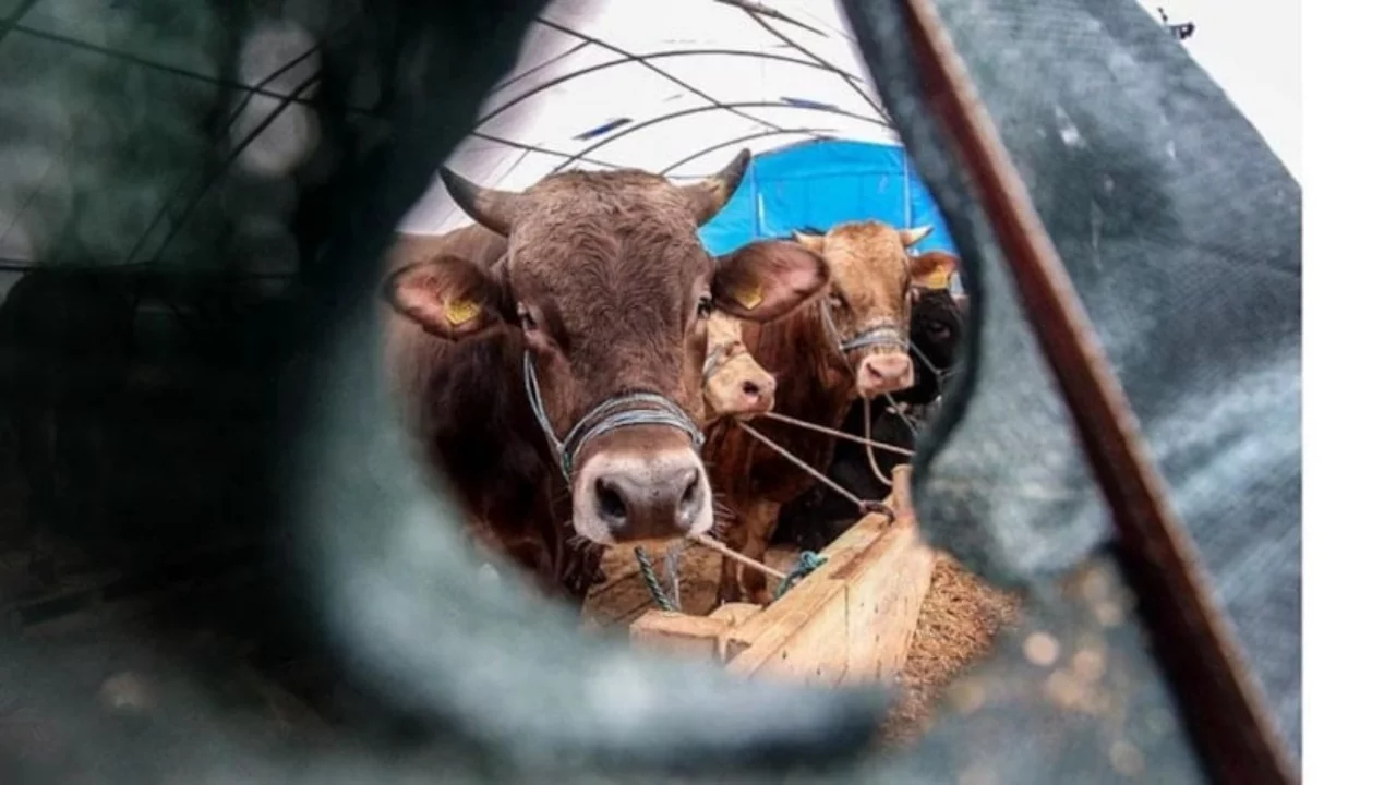Yanlış kurban seçmeyin: Kurbanlıkta en önemli kriterler