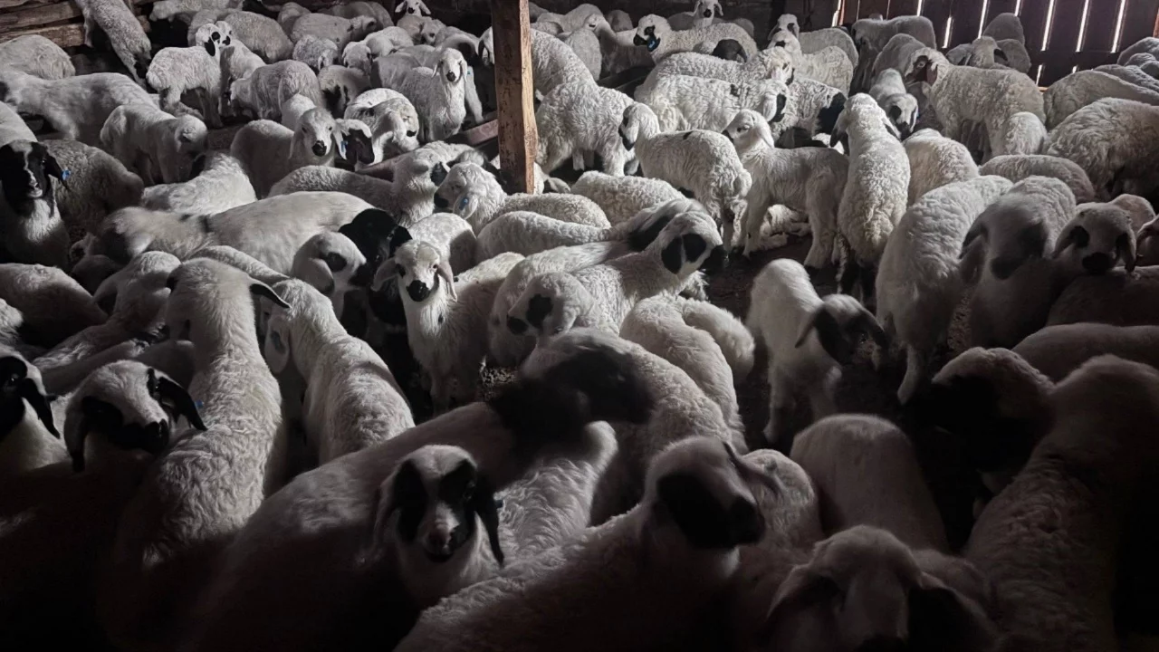 Doğanın en saf anı: Kuzuların anneyle buluşması kamerada