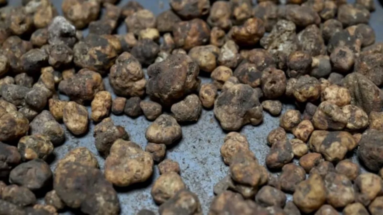 İtalya'da öğrendi, Edirne'de yetiştirdi: Kilosu 20 bin TL