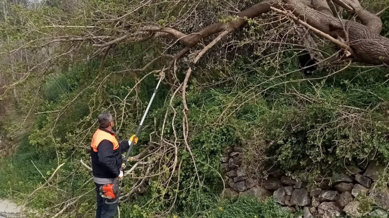 Osmaniye'de fırtına etkili oldu, devrilen ağaçlar yolları kapattı