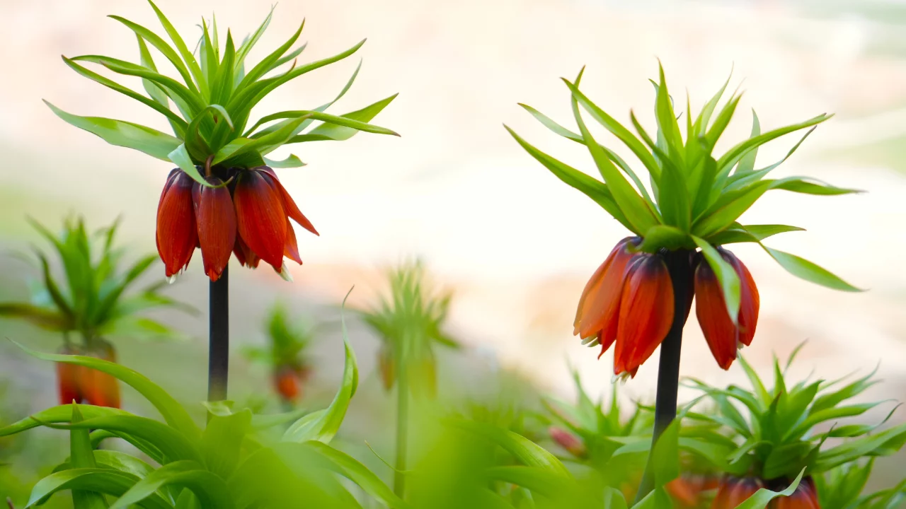 Muş'ta ters laleler açtı