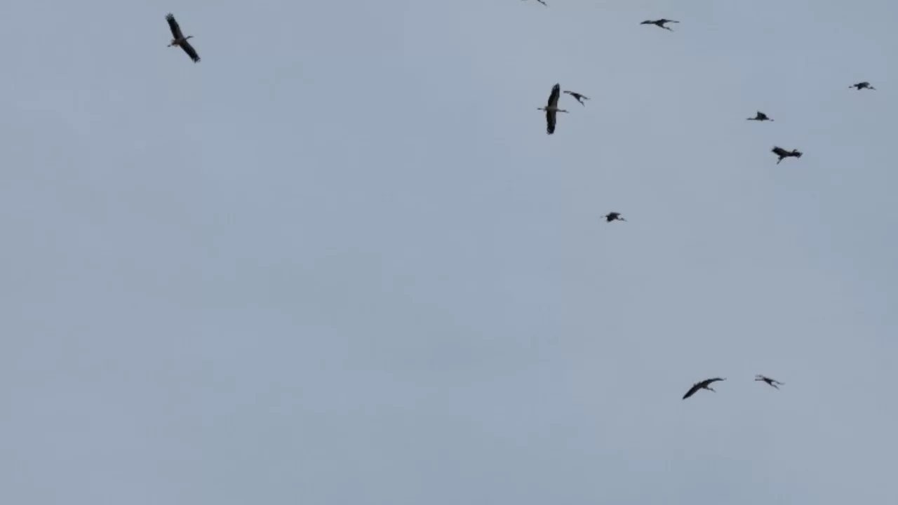 Leyleklerin göç yolculuğu mest etti