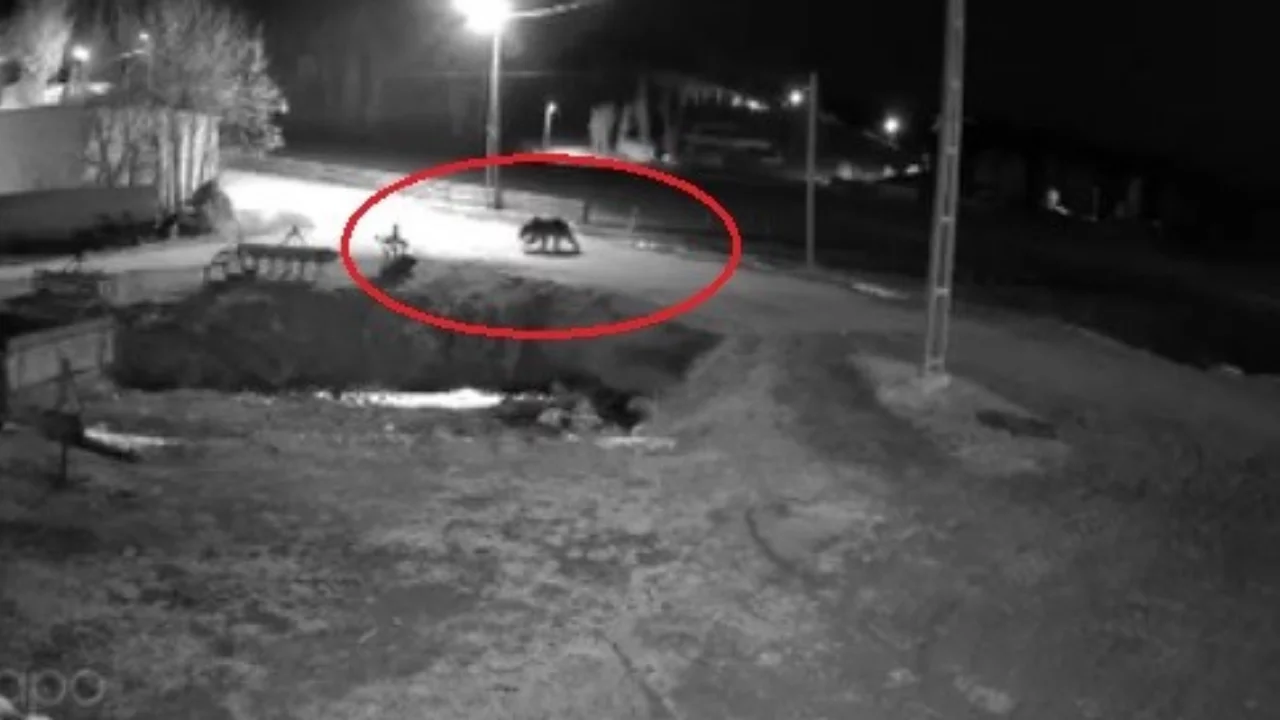 Kış uykusundan uyanan ayılar yiyecek aradı