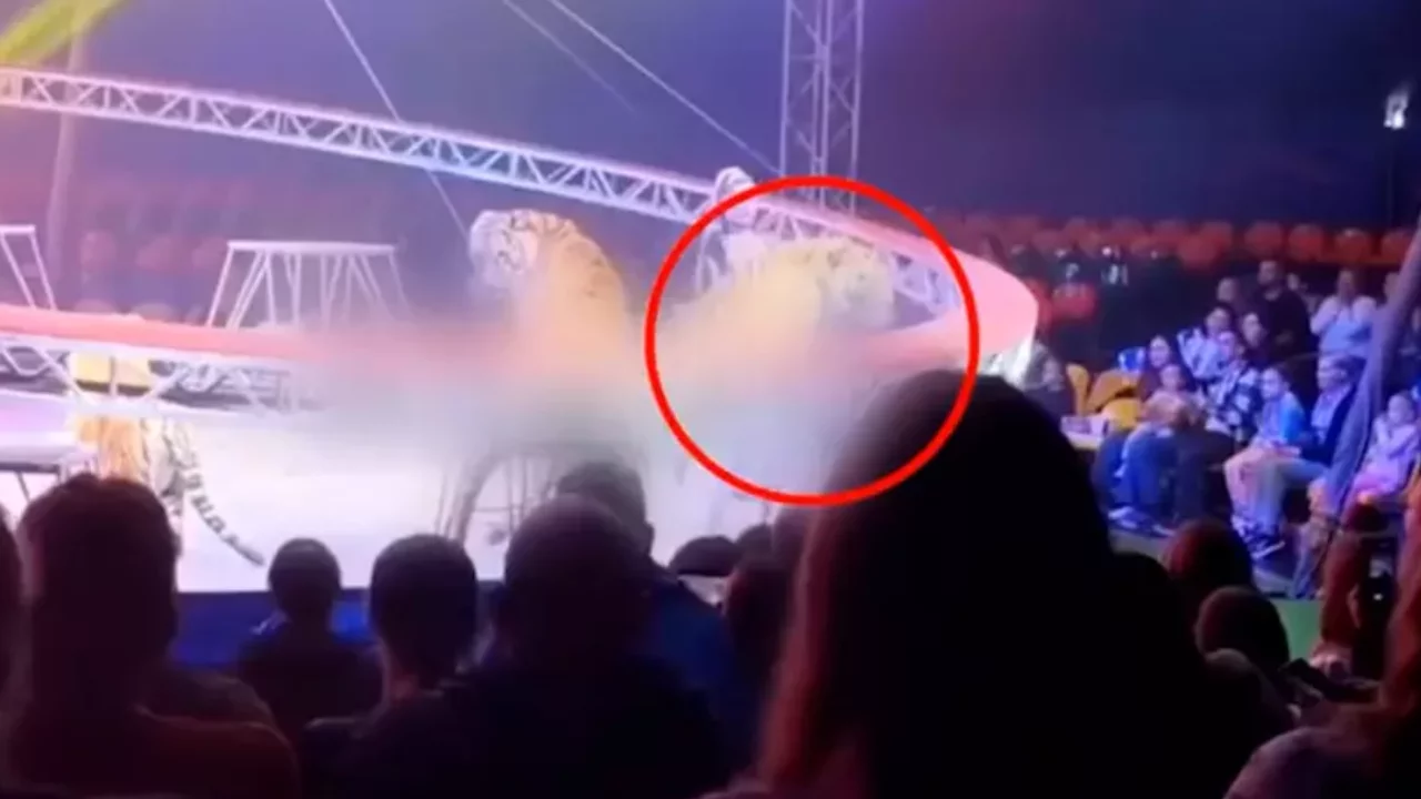 Sirkte korku dolu anlar! Güvenlik ağı çöktü, seyircilerinin arasına daldı...