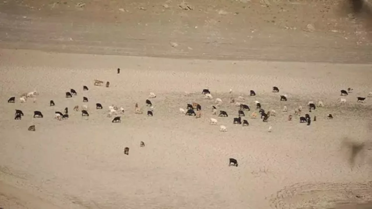 Bursa'da koyunlar otluyordu! Bakın o baraj ne hale geldi