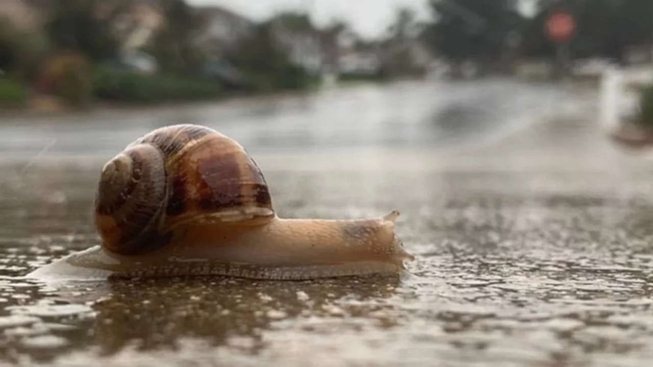 Salyangozların yağmurdan sonra ortaya çıkma sebebi buymuş