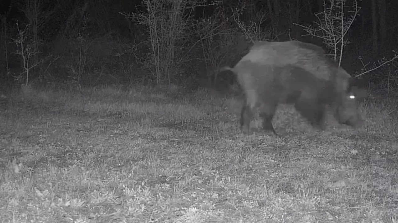 Ayı, domuz ve gelincik fotokapanla görüntülendi