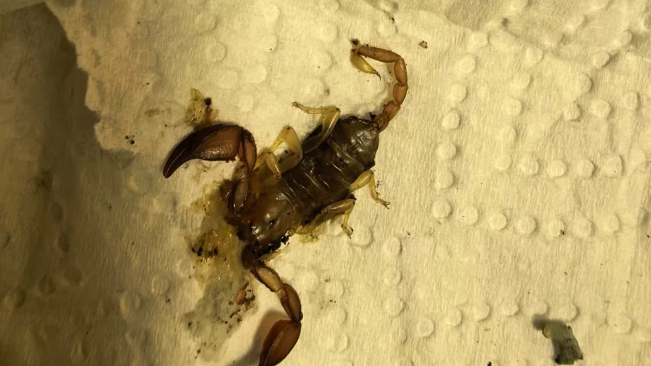 Bursa'da kadını evinde akrep soktu! Fenalaşarak hastaneye kaldırıldı...