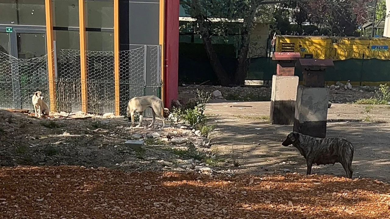 Bursa'da veliler diken üstünde! Çocuklar korkudan caddeye fırlıyor
