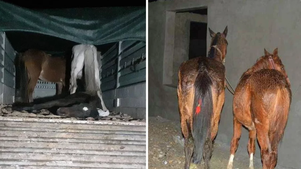 Yine aynı şehir yine aynı skandal: Vatandaşa at ve eşek eti yedirdiler