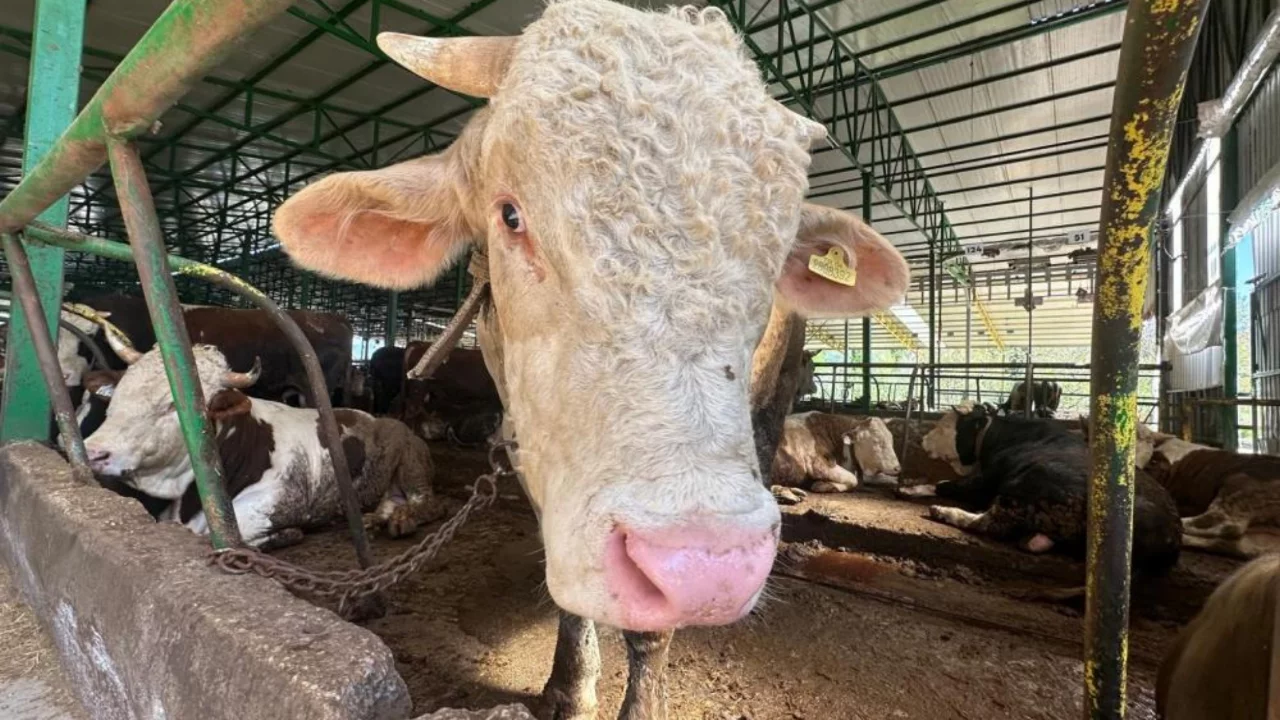 Bursalı besiciden şaşırtan hamle! "Uçuk rakamlara gerek yok"