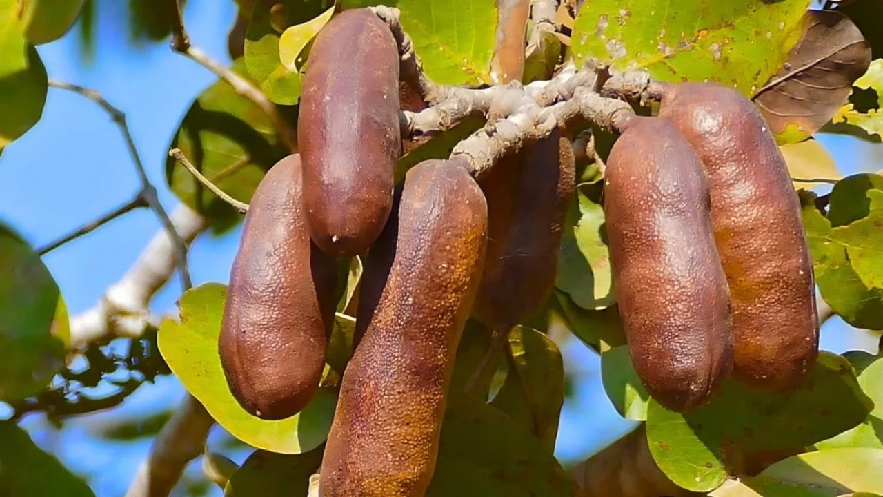'Kokuşmuş parmak' lakaplı meyve kolesterolden enfeksiyona, her derde deva
