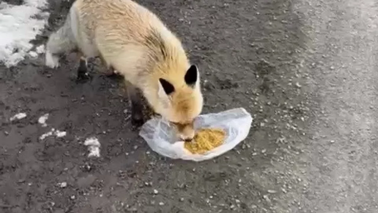Gezen tilki nasibini buldu