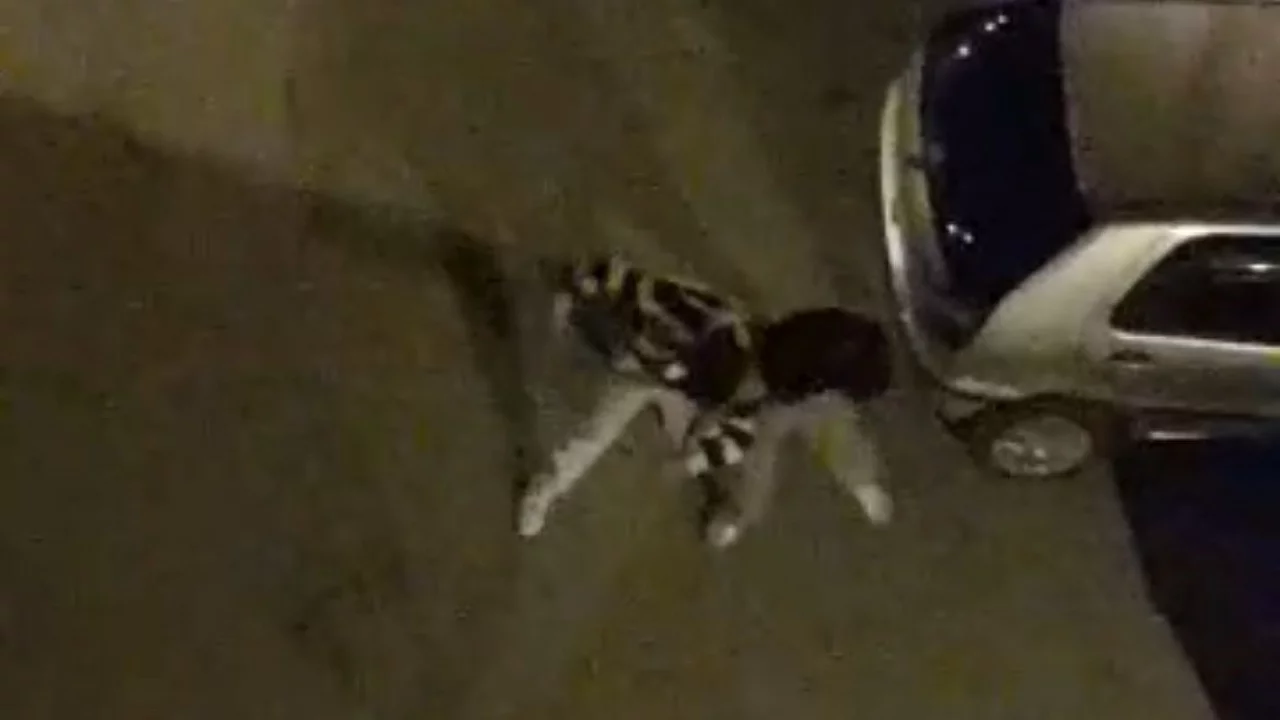 Bursa'da mülteciler sokağı boks ringine çevirdi!