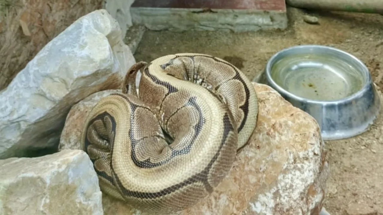 Yasa dışı bulundurulan piton ele geçirildi