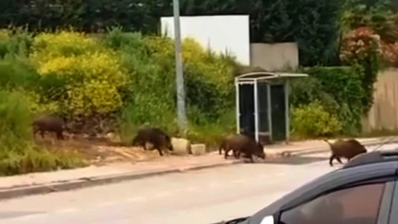 Bursa'da domuz sürüsü şehir merkezinde!
