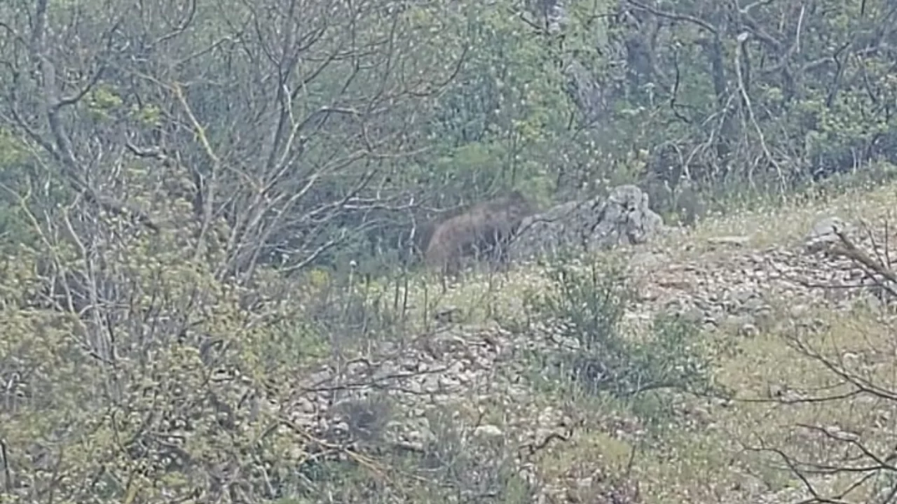 Bursa'da yol kenarında görüldü! Kısa süreli panik...