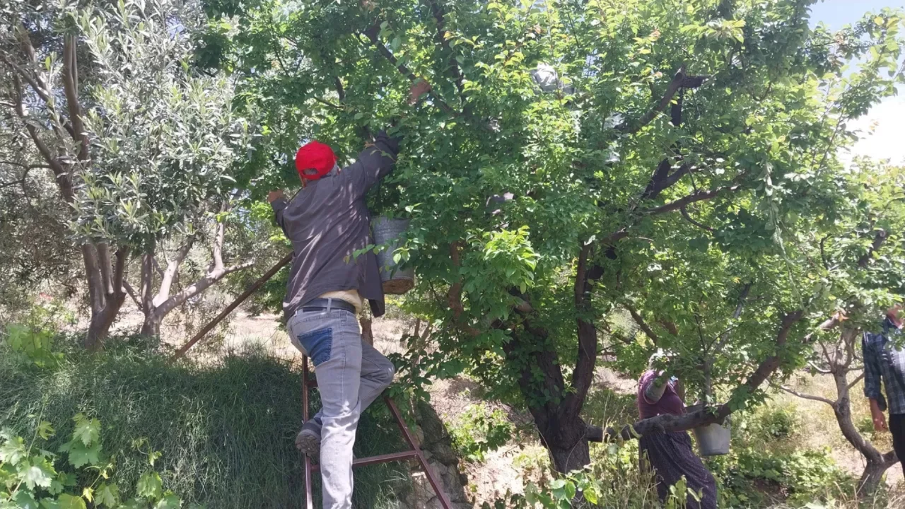 Hasadı rekor fiyatla başlamıştı! 10 bin TL'ye alıcı bulan erik 170 TL'ye düştü 