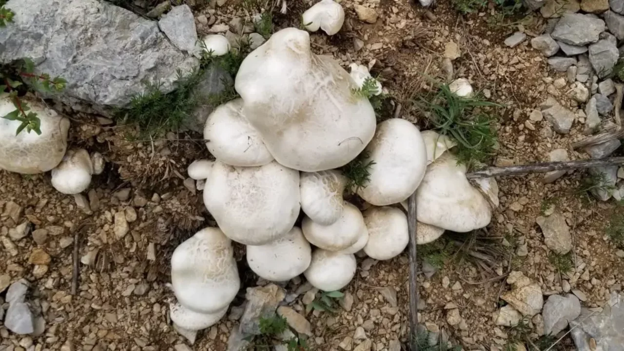 Erzincan dağlarında altın değerinde mantar! Kilosu 2 bin liraya alıcı buluyor