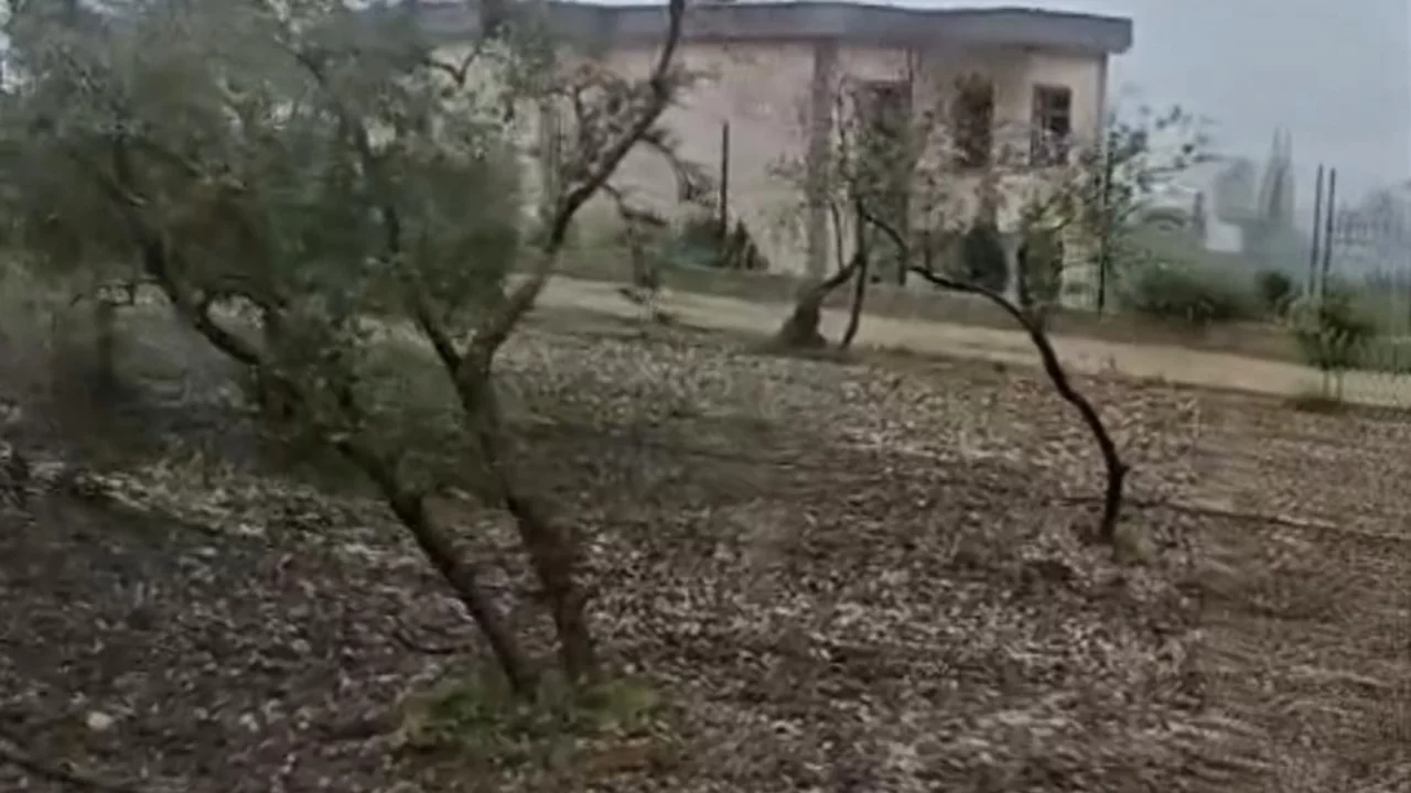 Bursa'da zeytin tarlalarını dolu vurdu! Çiçek öncesi tehlike teğet geçti...
