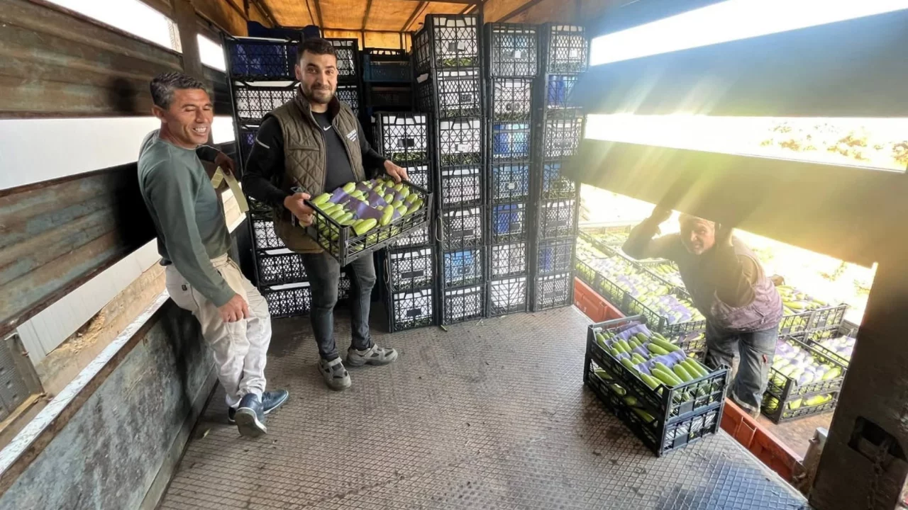 Bursa'da yazın ilk hasadı başladı! Fiyatlar yüz güldürdü