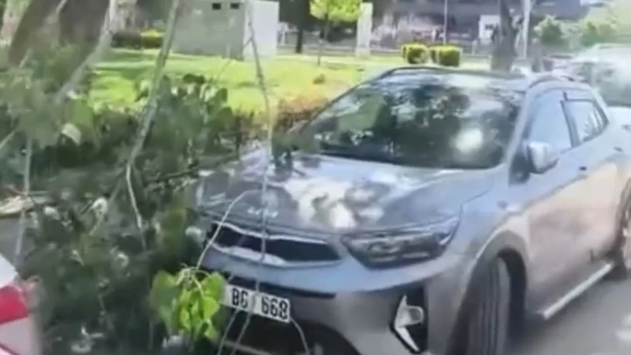 Bursa'da park halindeki araçların üzerine ağaç düştü...