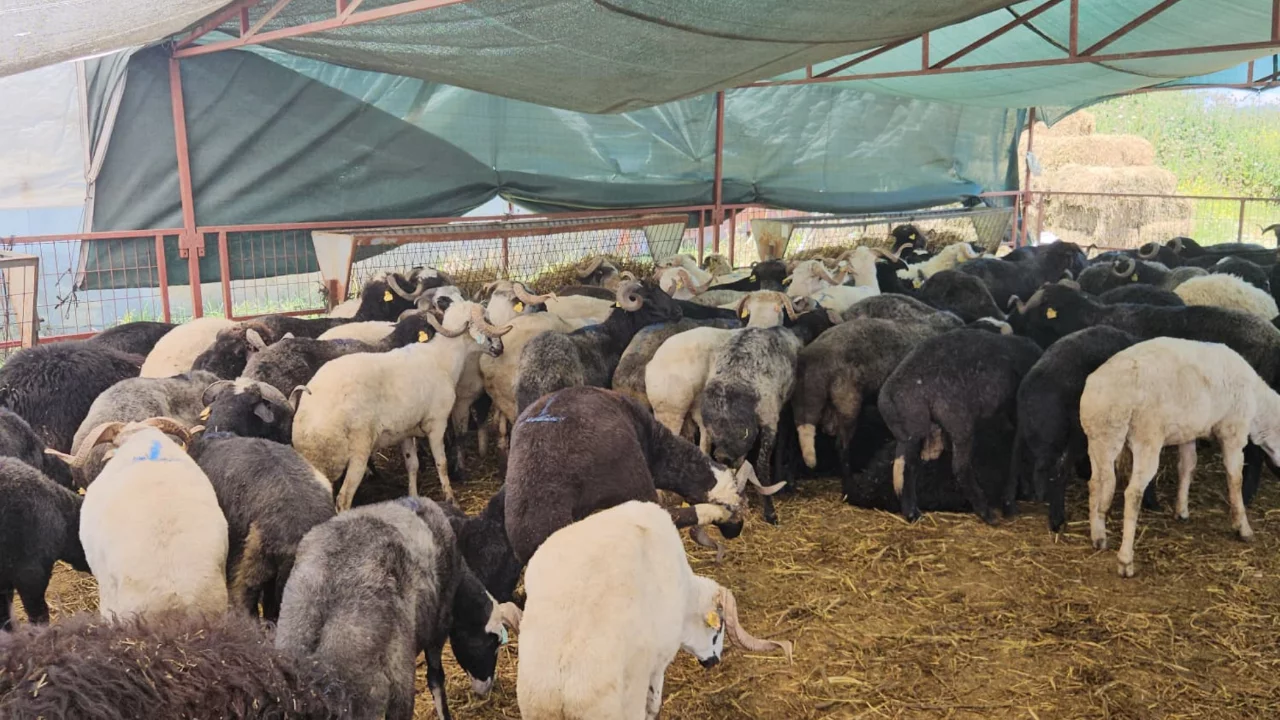 Bursa'da kurban pazarı kan kaybetmeye devam ediyor! Satıcı az, alıcı yok...