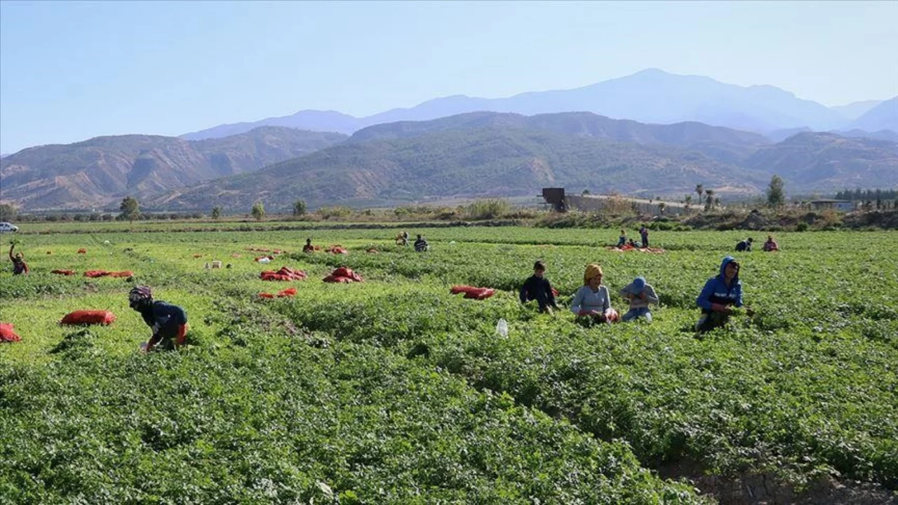 Bursa'da tarım işçilerine günlük ne kadar ödenecek? Yeni tarife belli oldu