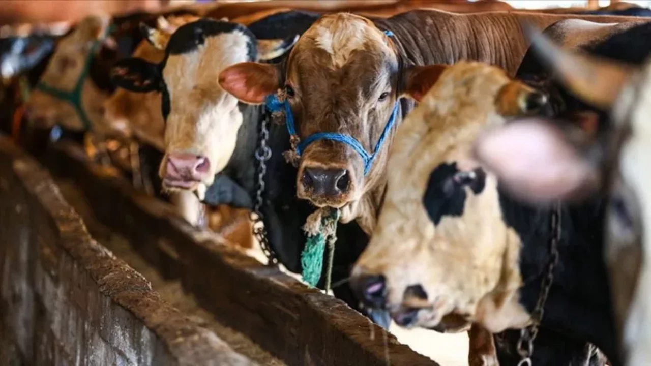 Bursa Osmangazi'de kurban kesim yerleri belli oldu! 