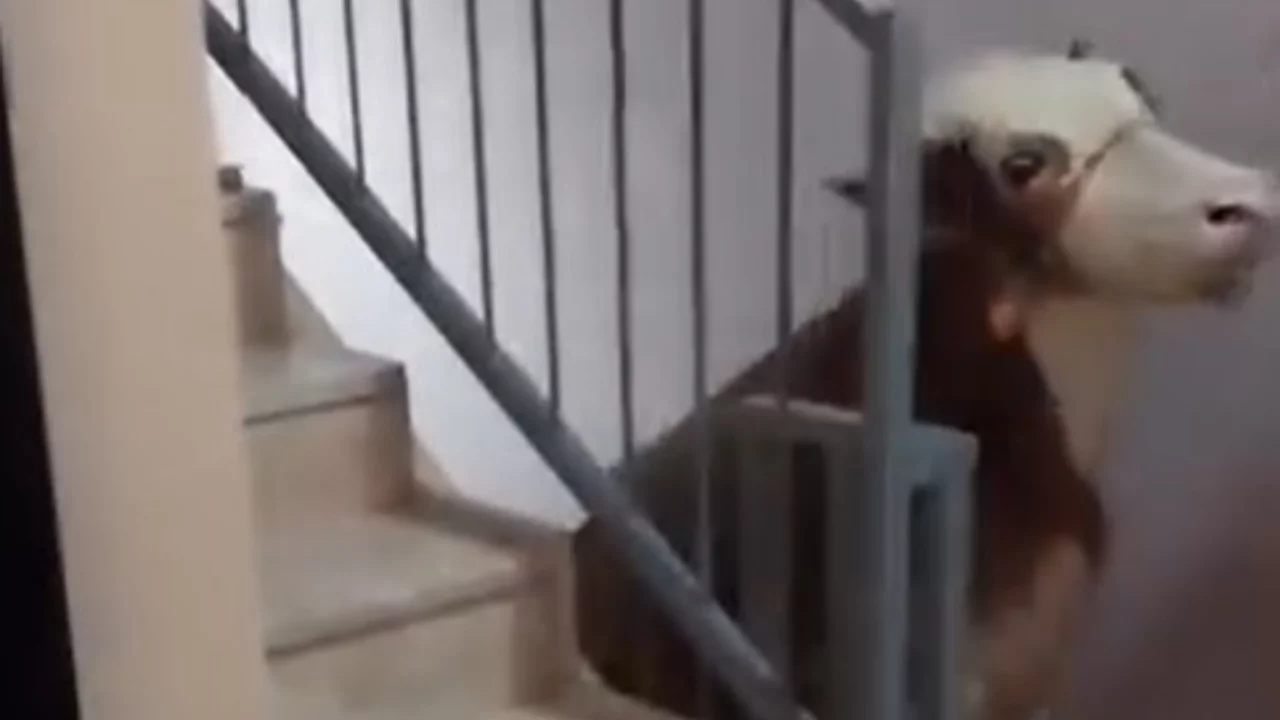 Bursa'da bayramın en garip görüntüsü! Boğa terasa böyle çıktı