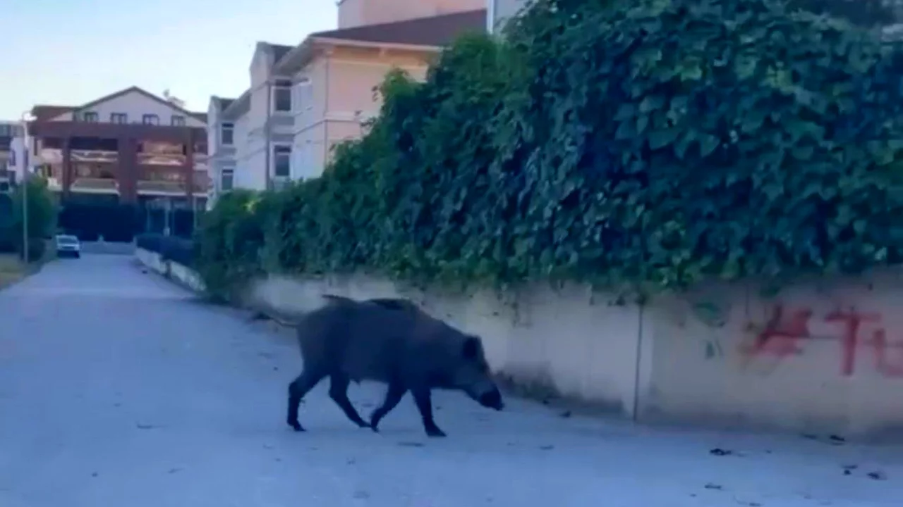 Bursa'da domuzlar merkeze kadar indi!