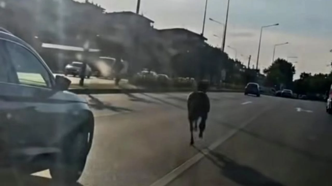 Bursa'da trafiği durduran görüntü: Ana yolda başıboş dolaştı!