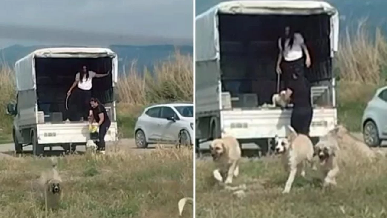 Tepki yağdı! Bir kamyonet dolusu sokak k&ouml;peğini bıraktıkları yere bakın...