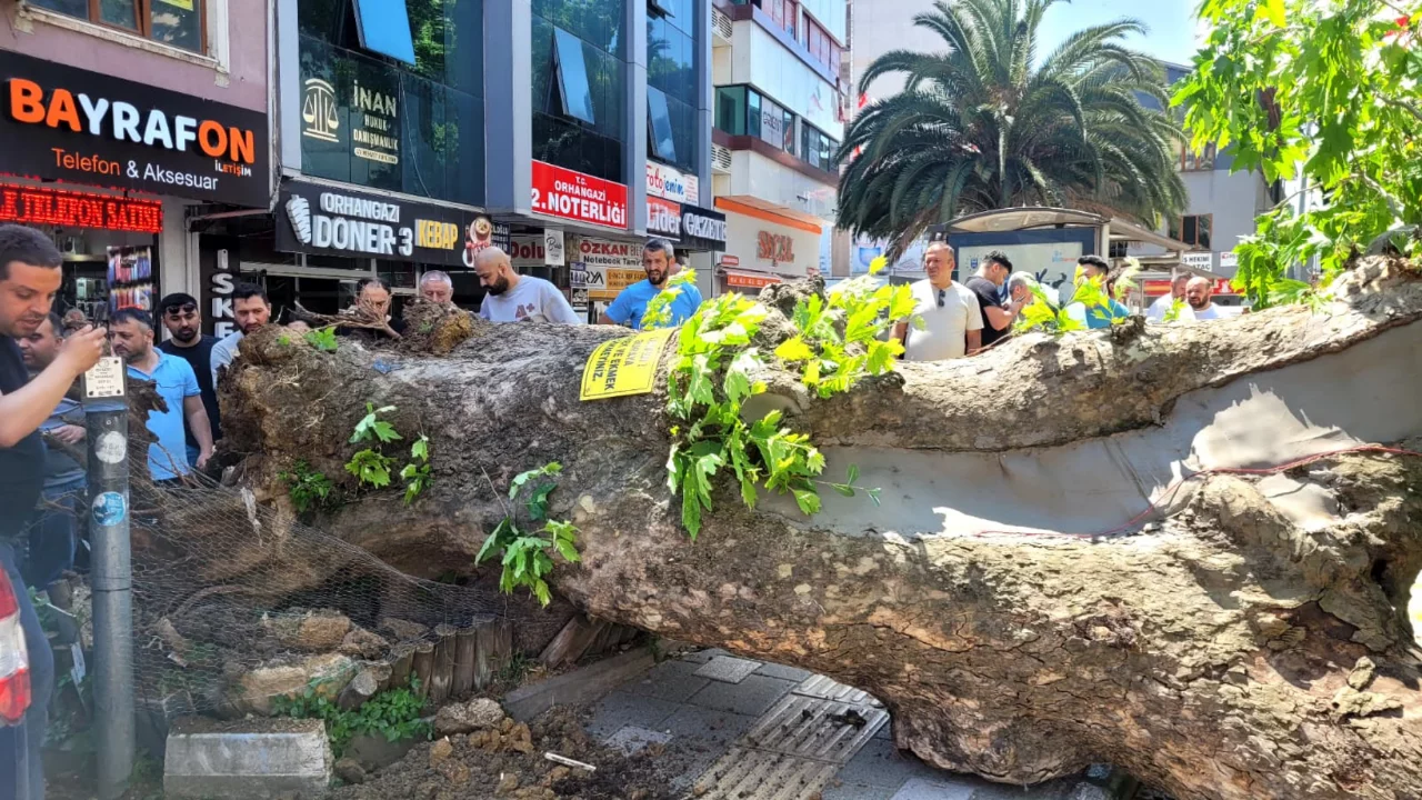 Bursa'nın bir il&ccedil;esinde b&uuml;y&uuml;k panik! dev ağa&ccedil; bir anda yıkıldı
