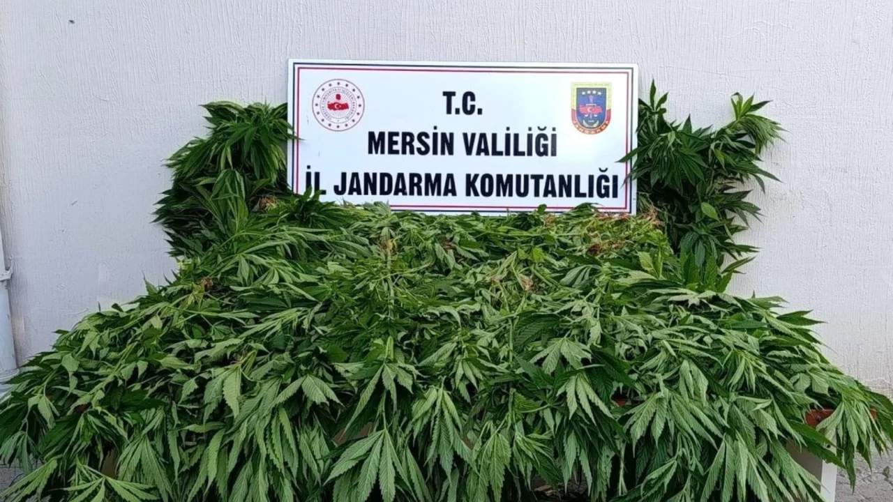 Ormanlık alanda kenevir operasyonu! Sulama hortumunu kontrol ederken suçüstü yakalandılar