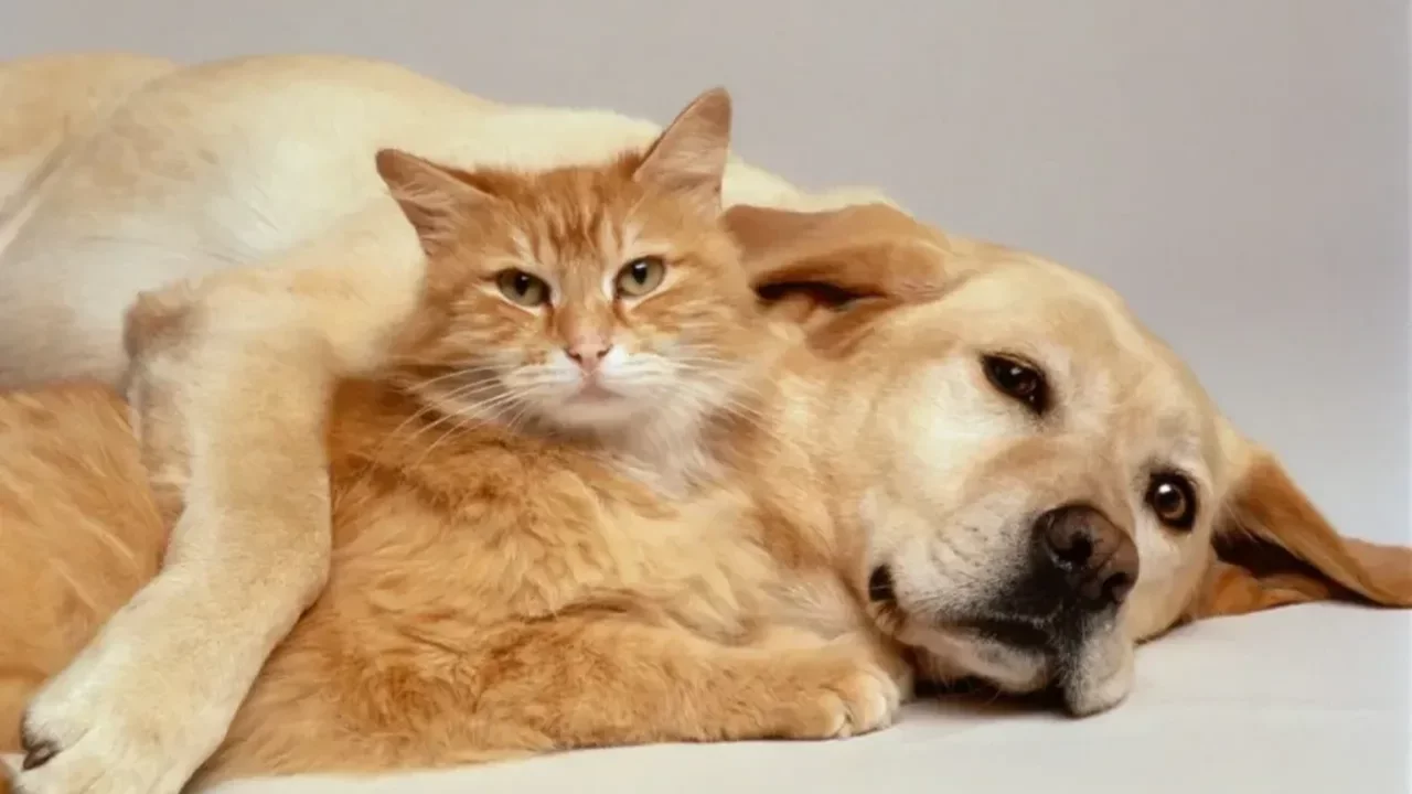Kedi sahiplerini üzecek haber! Bilim insanları en mutlu eden evcil hayvanı seçti