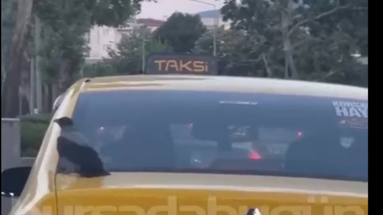 Bursa trafiğinin en sevimli ka&ccedil;ak yolcusu