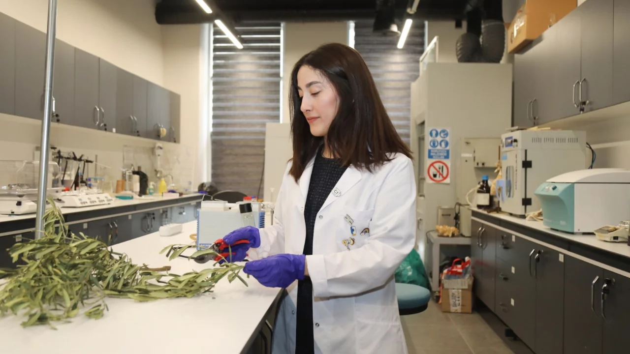 BTÜ'den atık zeytin dallarıyla kuraklığa akıllı çözüm